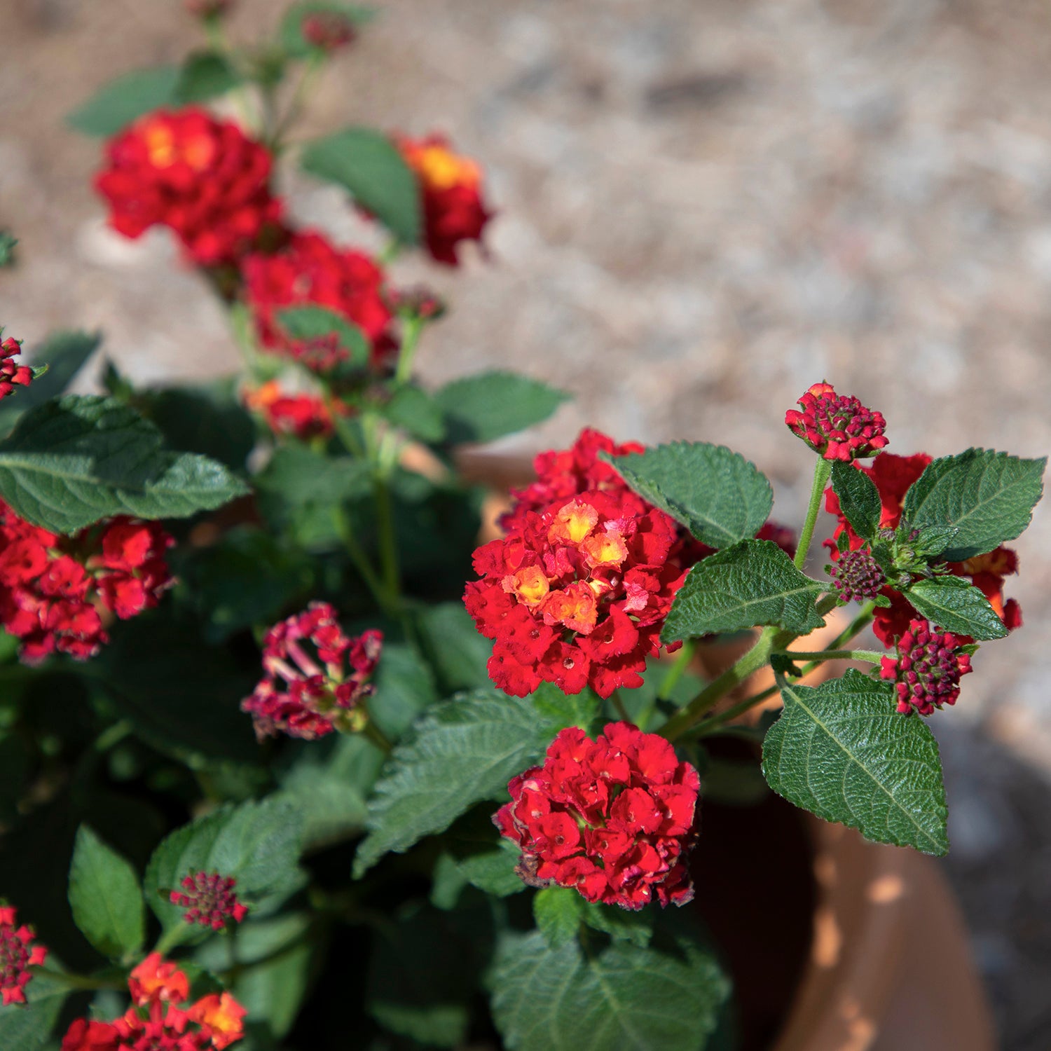 Expert Gardener 2.5QT Red Lantana Live Color Plant