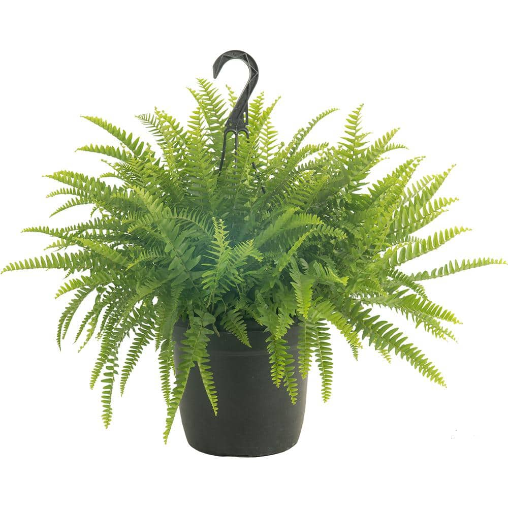 Costa Farms Boston Fern IndoorOutdoor Plant in 10 in. Hanging Basket Avg. Shipping Height 1-2 ft. Tall 10BOSTHB