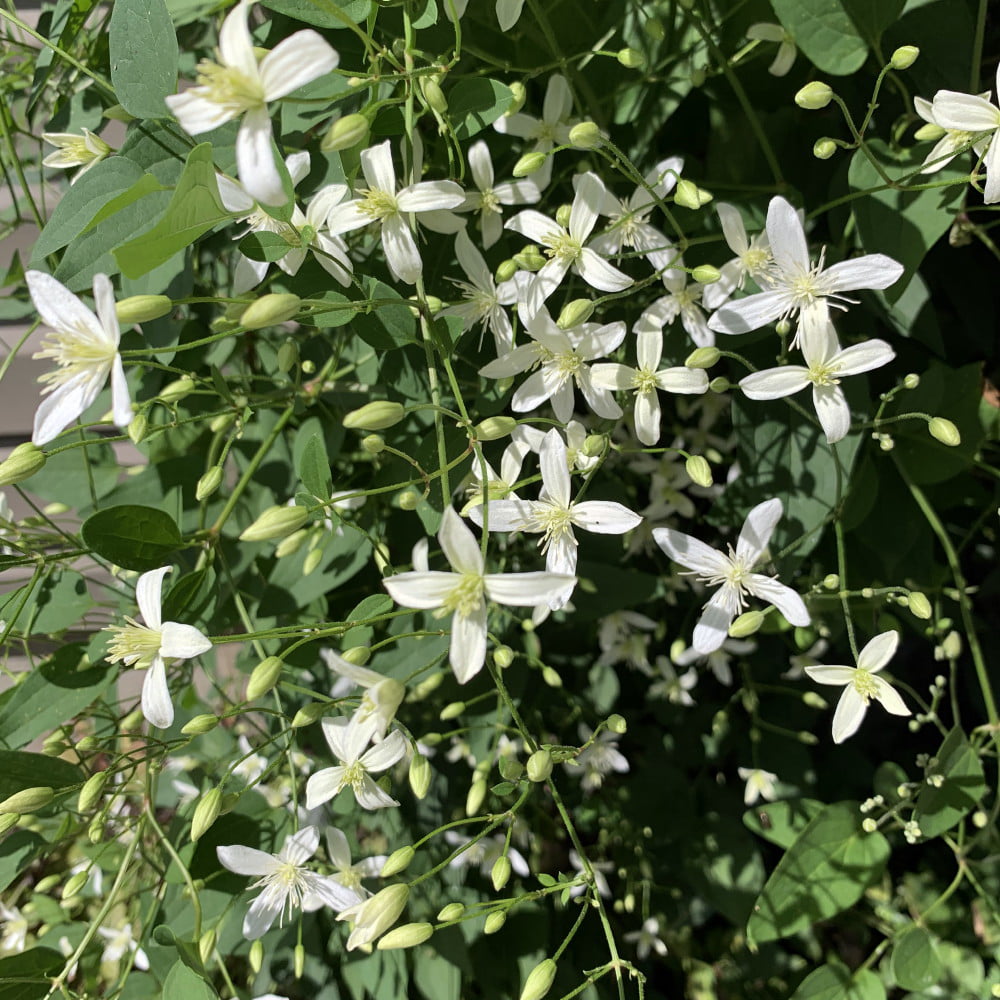 Clematis virginiana - Fall Blooming Love Vine - 2.5