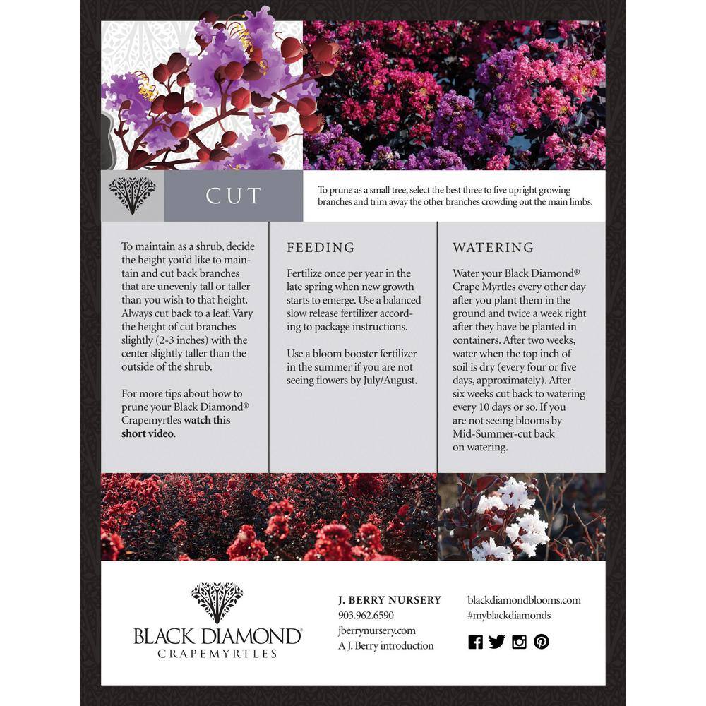 BLACK DIAMOND 2 Gal. Mystic Magenta Deciduous Crape Myrtle Tree 17871