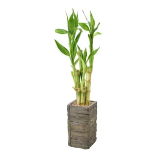 Arcadia Garden Products 2-12 in. 5-Stem Lucky Bamboo Dark Aged Wood Clay Planter LV25