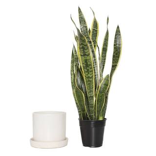 national PLANT NETWORK 6 in. Sanseveria Laurentii Snake Plant in 7 in. Semi Matte Cream Hyde Container HD4701