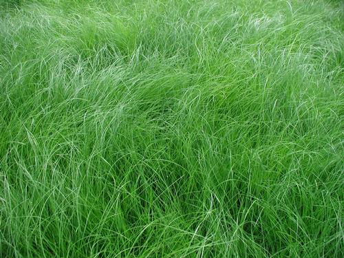 Carex Appalachica Sedge