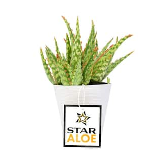 SMART PLANET 3.5 in. Star Aloe Succulent in Decorative Wrap 0881175