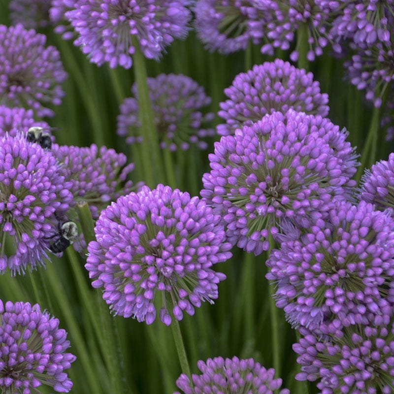 Allium 'Millenium' Ornamental Onion