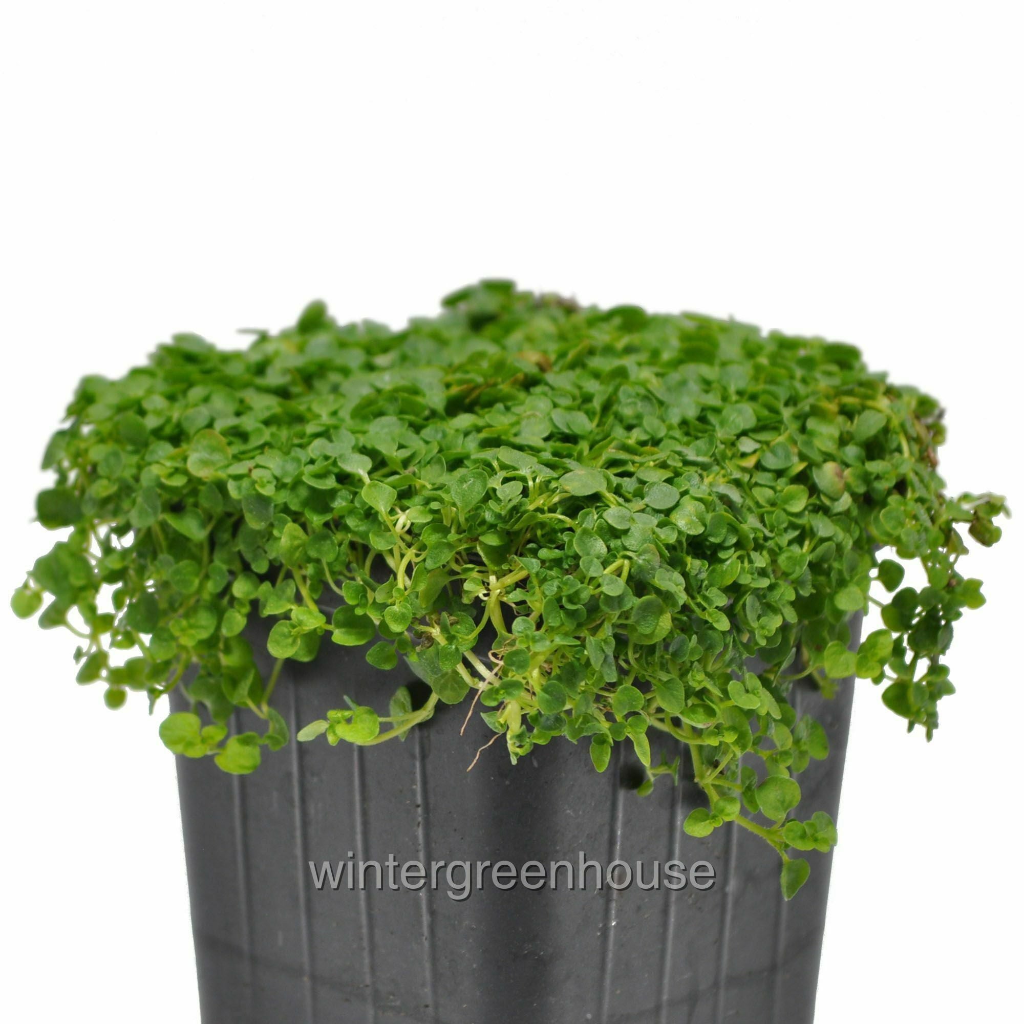 Mentha Requienii， Mint Corsican - Pot Size: 3