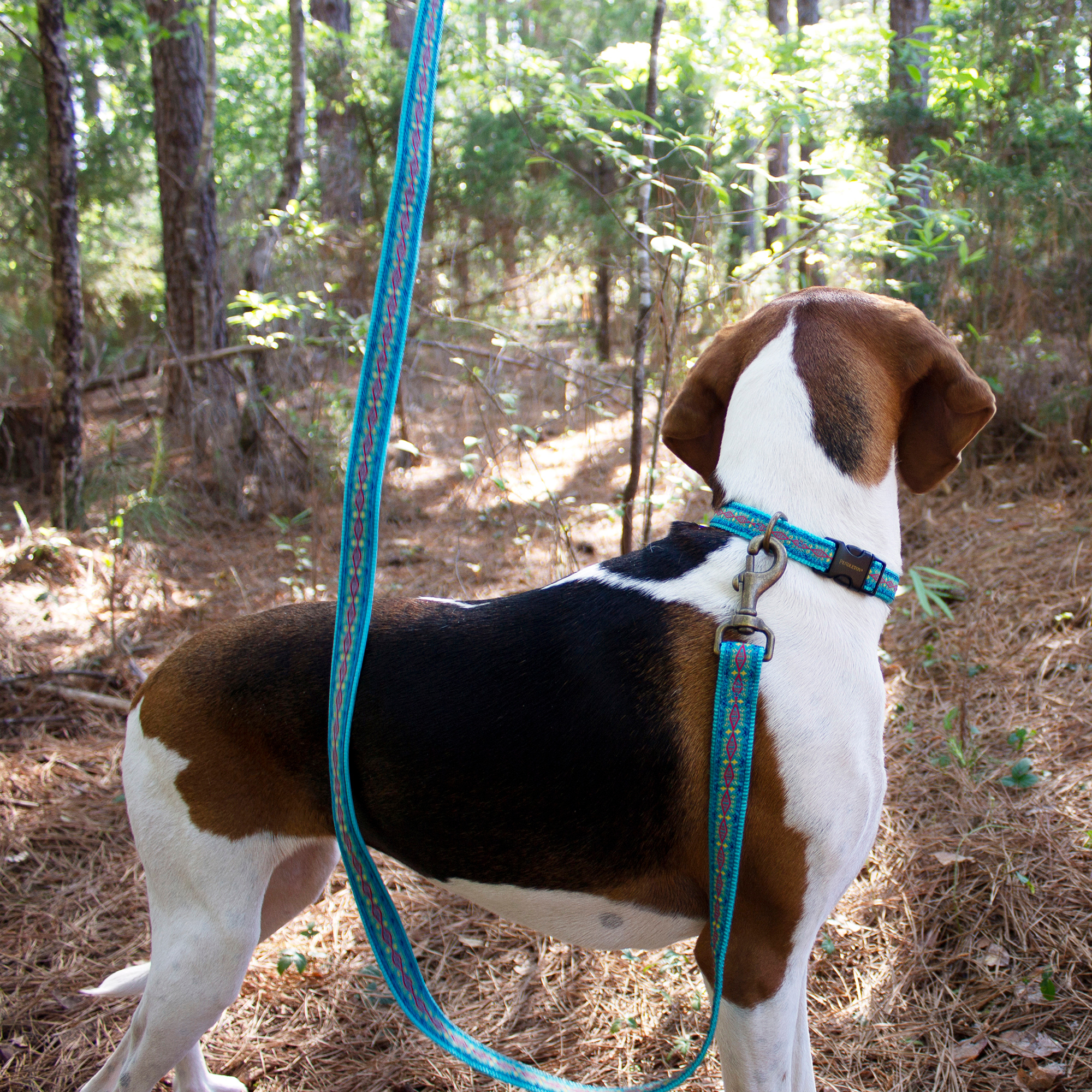 Pendleton Classics Collar | Diamond River Turquoise