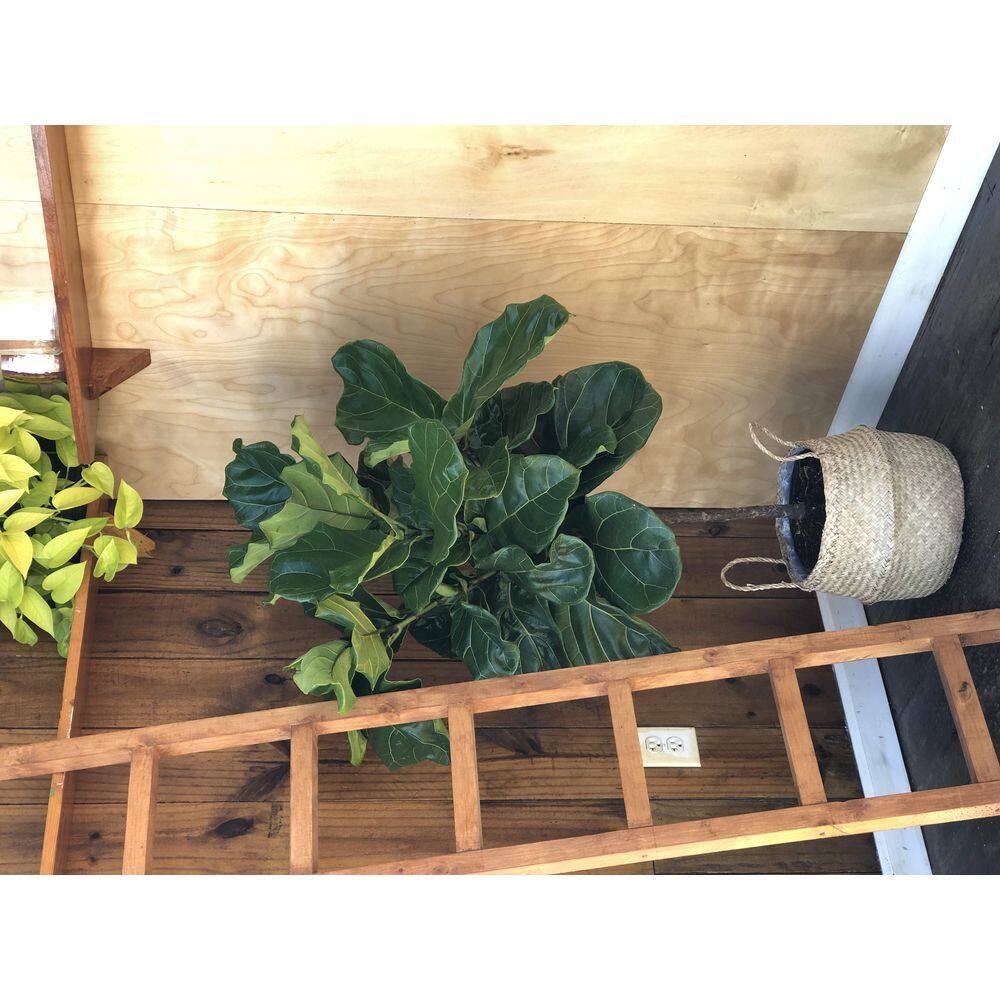 Costa Farms Ficus Lyrata Fiddle Leaf Fig Indoor Plant in 10 in. White Planter Average Shipping Height 3-4 ft. Tall CO.FL11.3.SEA