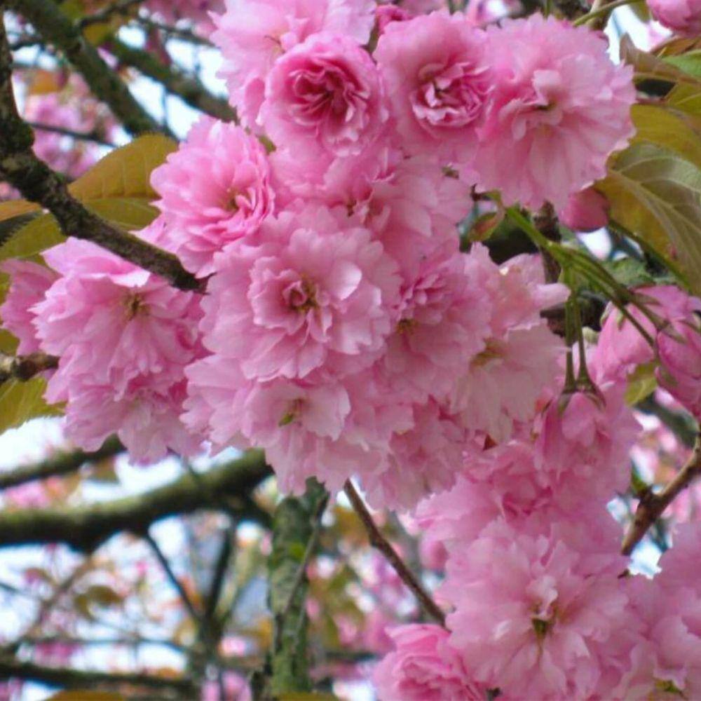 7 Gal. Kwanzan Cherry Flowering Deciduous Tree with Pink Flowers CHFKWA07G