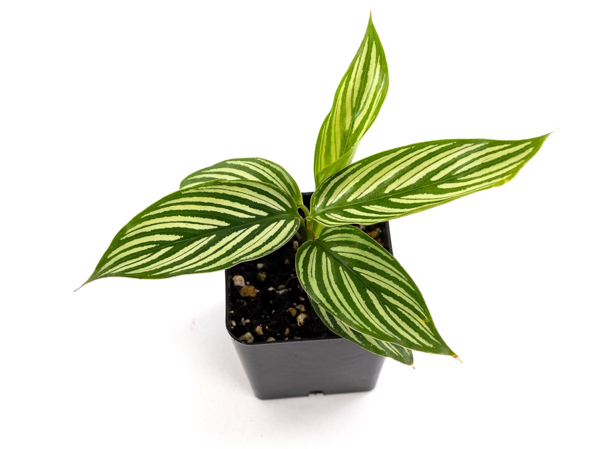 Josh's Frogs Calathea elliptica 'Vittata' Prayer Plant