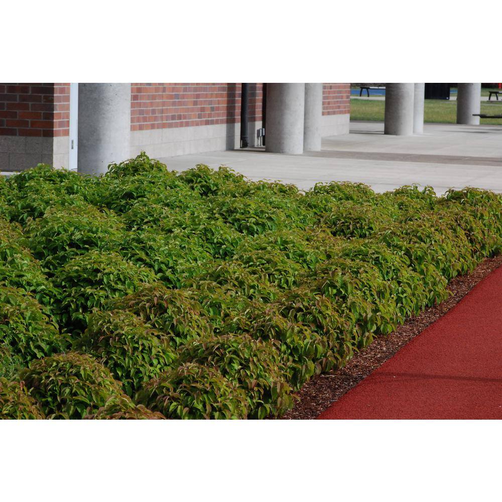 Online Orchards 1 Gal. Kelsey Dogwood Shrub With Compact Lush Foliage and Extreme Cold Hardiness SBDW004