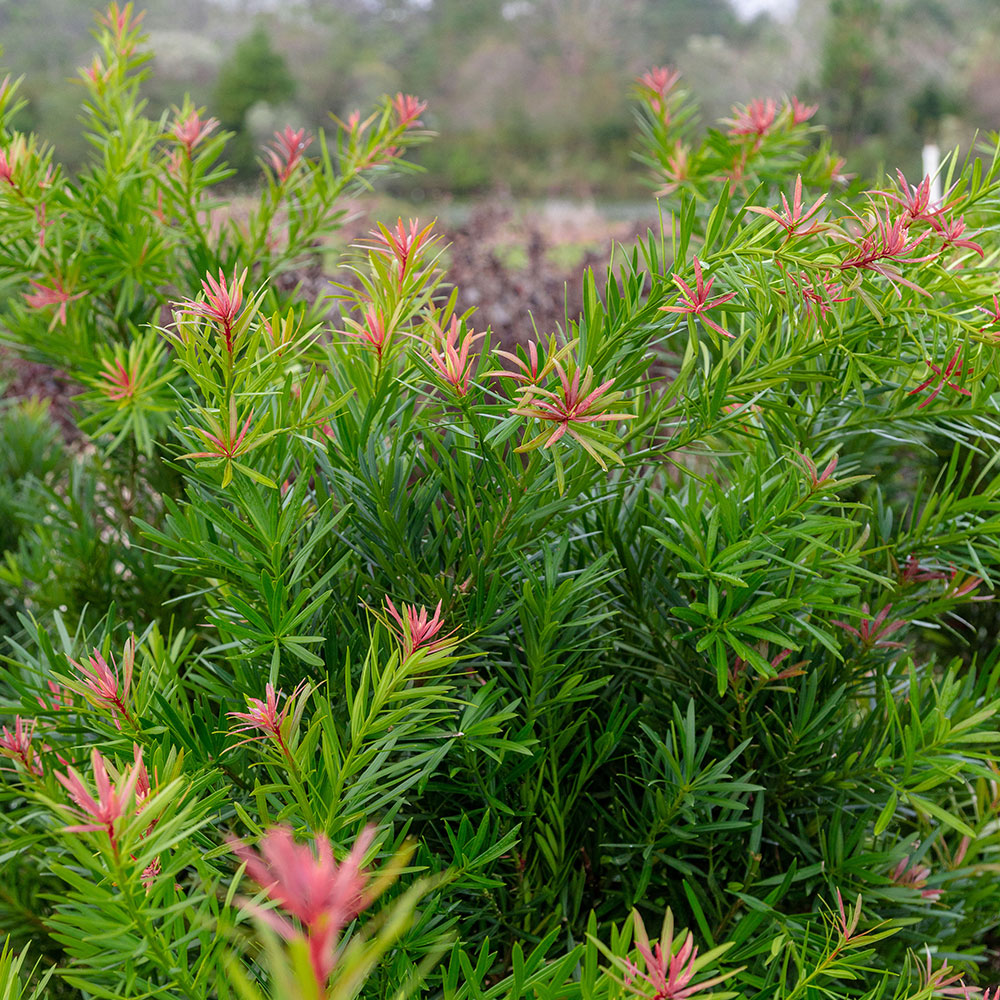 Mood Ring Podocarpus (2 Gallon) Evergreen Shrubs with Bronzy-Pink New Growth - Full Sun to Part Shade Live Outdoor Plant - Southern Living Plant Collection