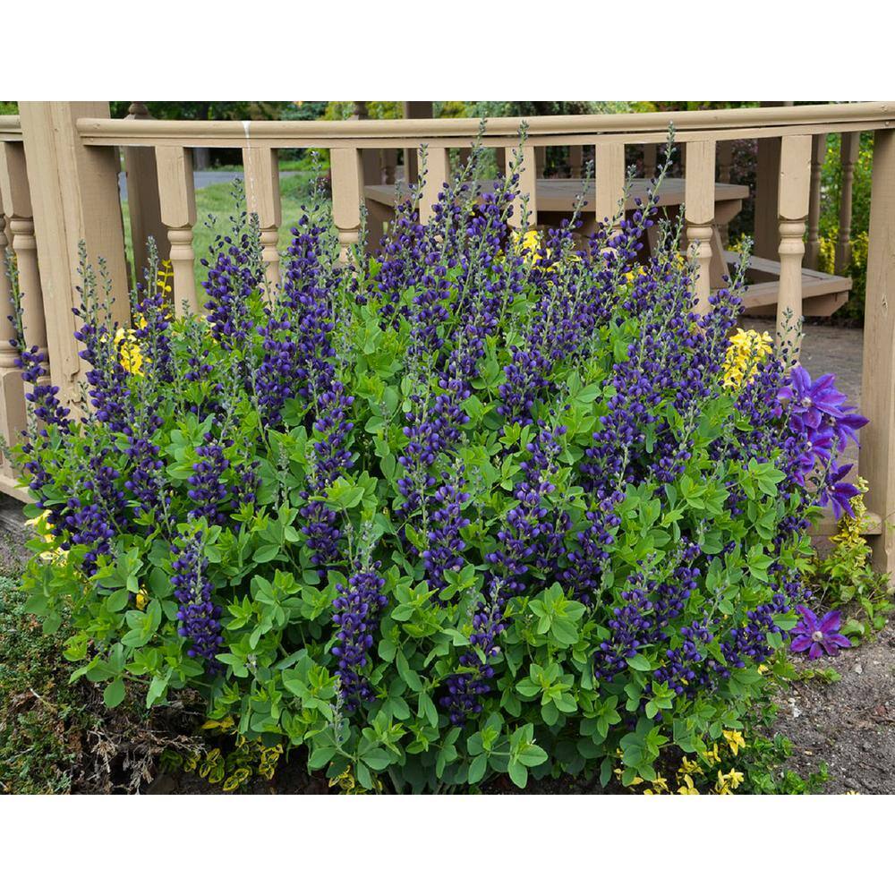 PROVEN WINNERS 3 Gal. Sparkling Sapphires Baptisia Live Perennial Plant (1-Pack) BAPTI3SAP1PK