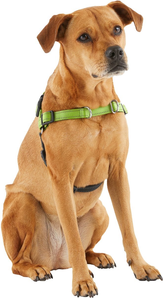 Frisco Padded Reflective No Pull Harness