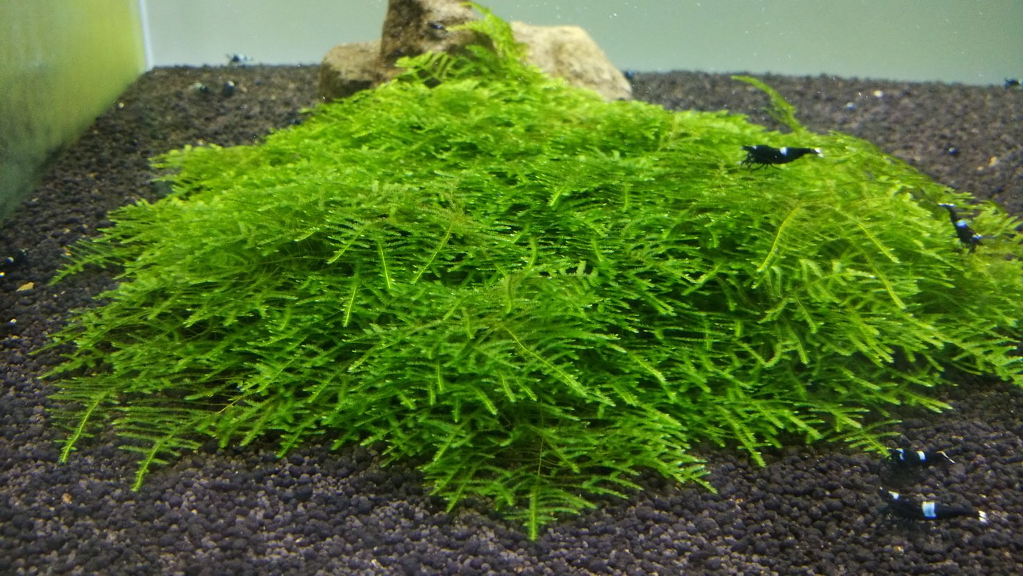 Flame Moss (Taxiphyllum 'Flame') Live Aquarium Plants BUY2 GET1 FREE