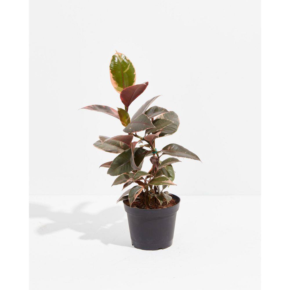 LIVELY ROOT 6 in. Ruby Rubber Plant Tree (Ficus Reobusta Ruby) Plant in Grower Pot LRRUBYTR