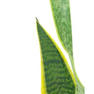 Shop Succulents Sansevieria Laurentii Snake Plant Live Indoor Plant Easy Care Air Purifying Tropical Houseplant in 6 in. Grower Pot 1-LAURENTII-6