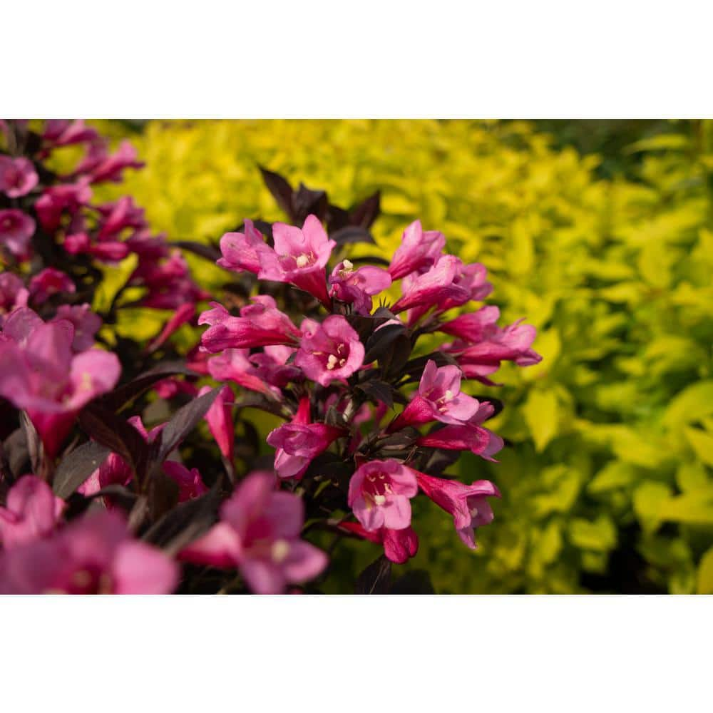 BLOOMIN' EASY 1 Gal. Stunner Weigela Live Shrub Vivid Pink Flowers DGWE4879