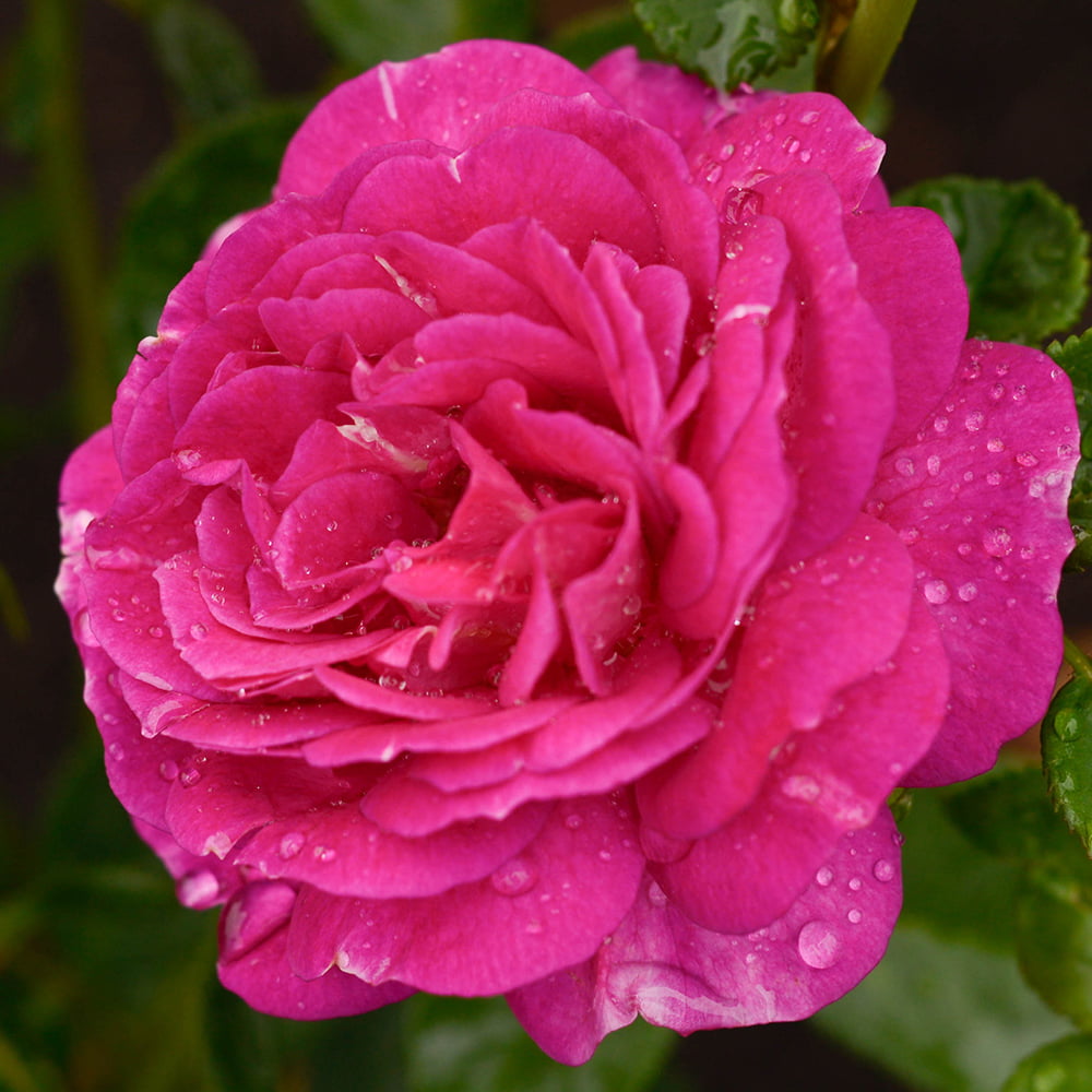 Outta The Blue Shrub Rose - Live Rose Bush Ready To Plant