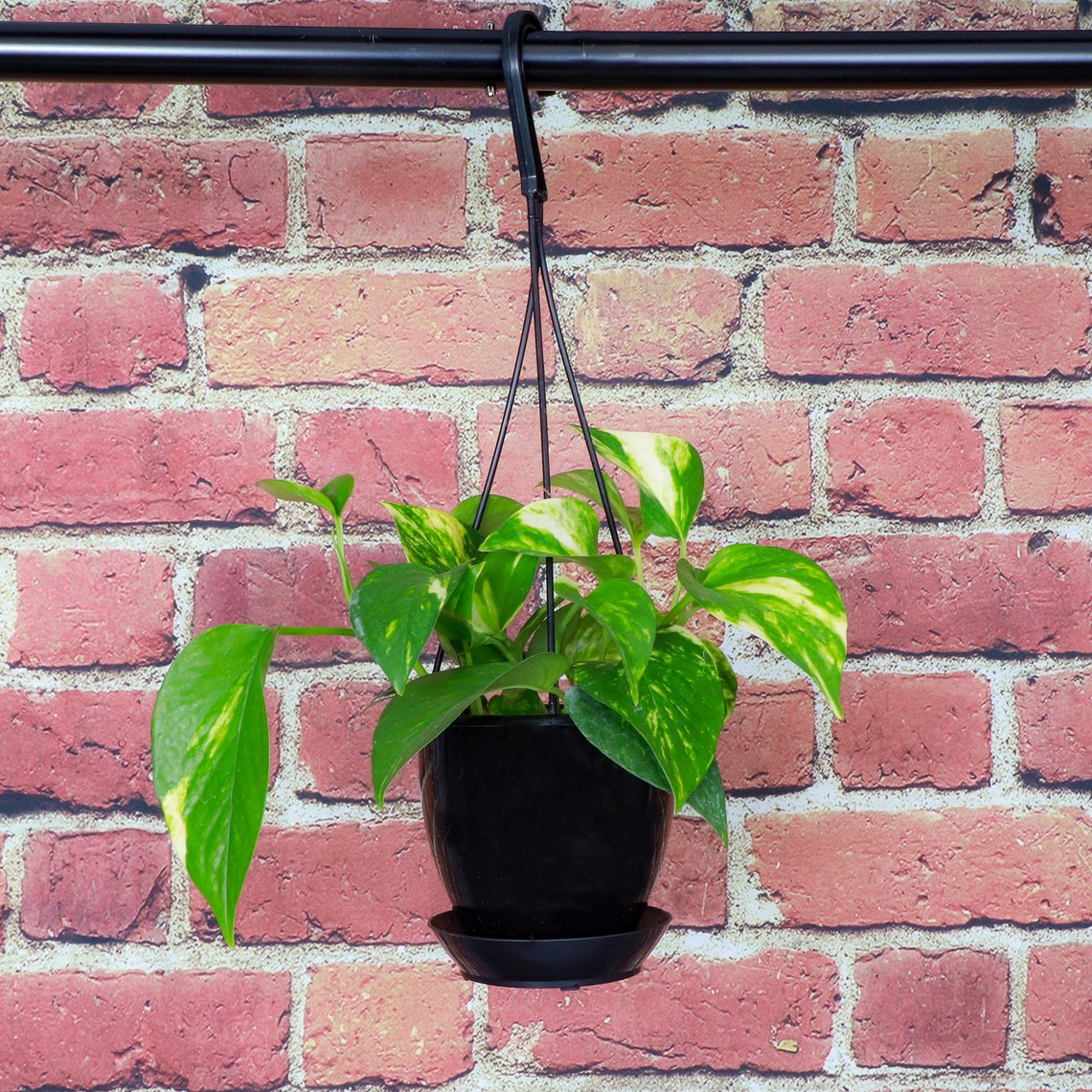 Live Golden Pothos Plant - 4