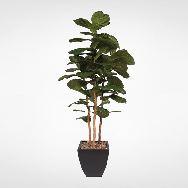 7' Brazilian Fiddle Tree with Real Wood Trunk in a Black Planter