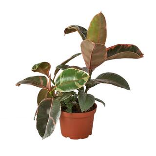 Ruby Pink Rubber Tree (Ficus Elastica) Plant in 6 in. Grower Pot 6_FICUS_RUBY.PINK