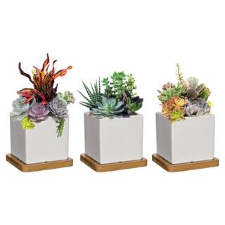 CHG CLASSIC HOME  GARDEN 3.5 in. Nova White Ceramic Square Planter with Tray (3-Pack) K90030