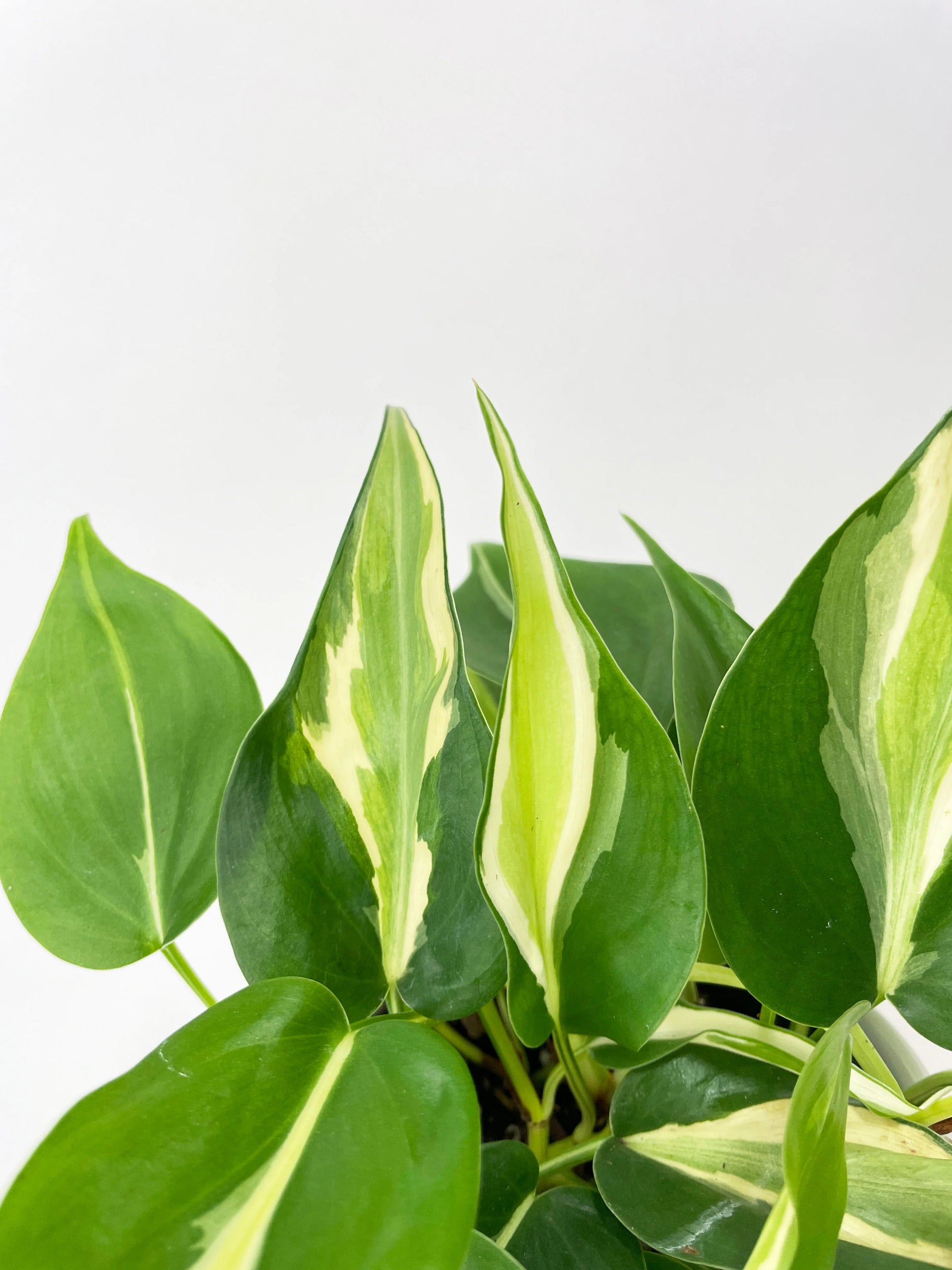 Philodendron Hederaceum Silver Stripe