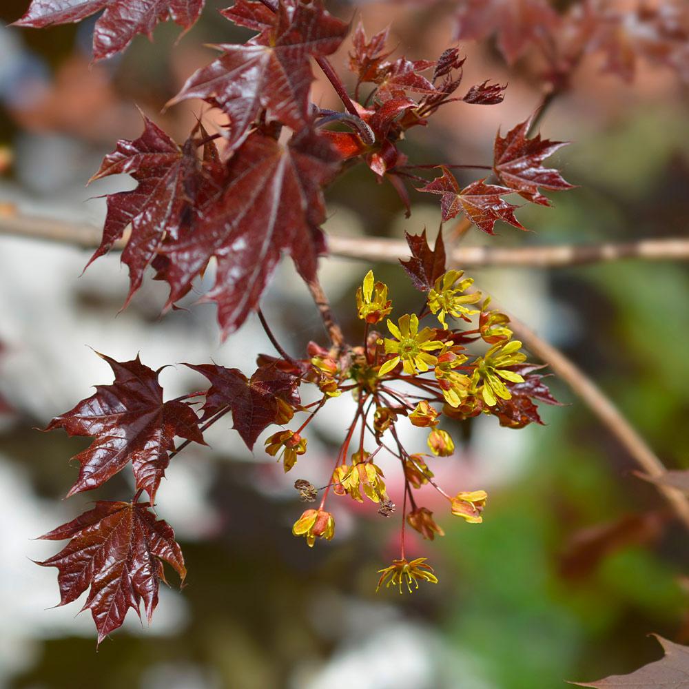 Crimson King Maple Tree