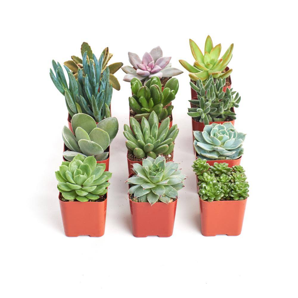 Shop Succulents 2 in. Unique Succulent (Collection of 12) U12