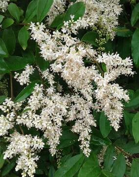 Sinese Ligustrum