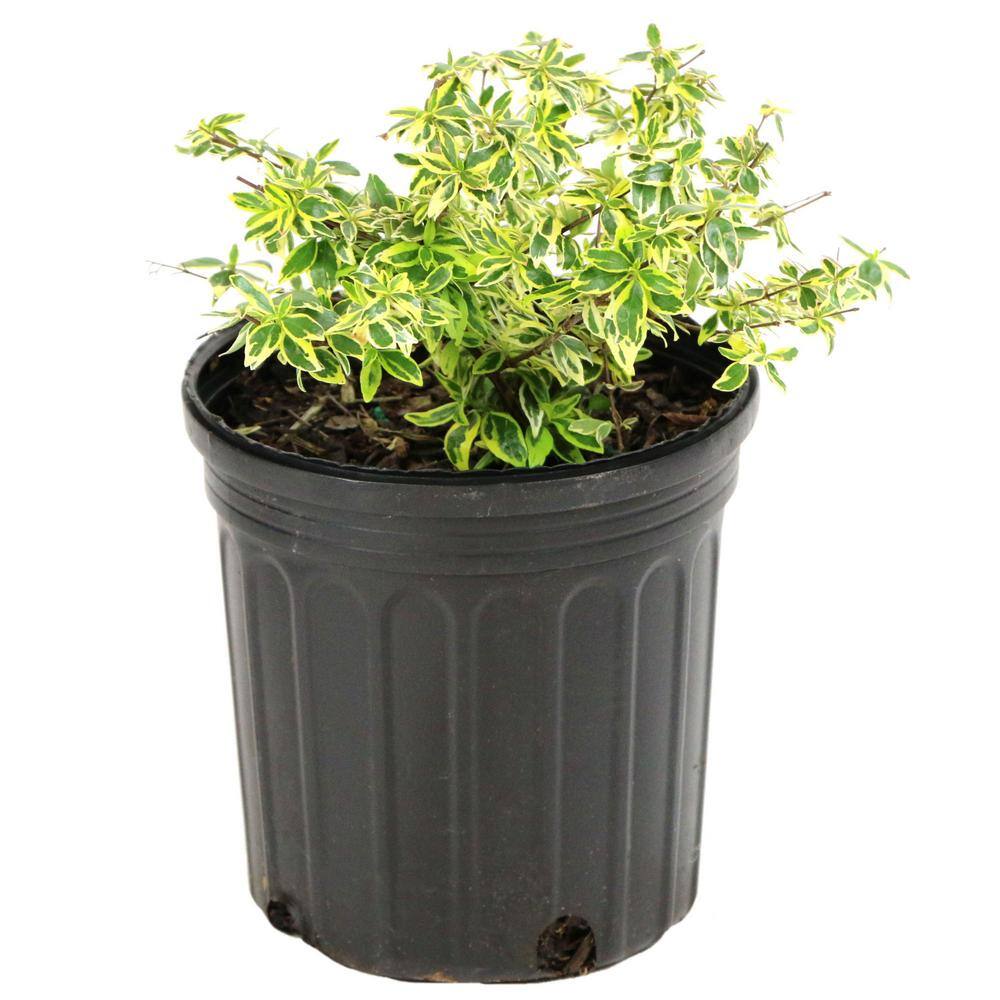 national PLANT NETWORK 2.25 Gal. Abelia Hopleys Flowering Shrub with Pink Blooms HD7131