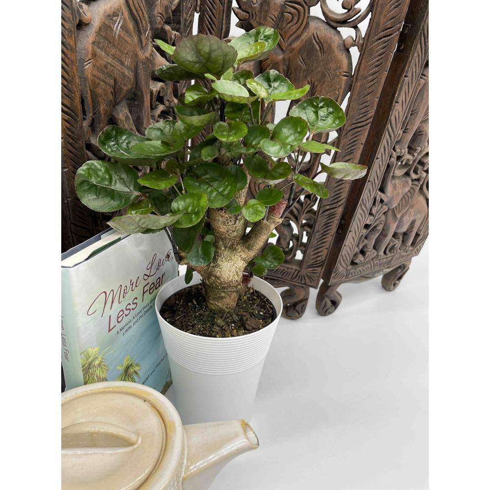 EVERBLOOM GROWERS INC. 5 in. Fabian Aralia (Polyscias Scutellaria) Plant in Deco Pot EBG5FABN