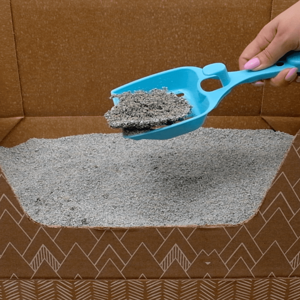 Kitty Poo Club Recyclable Cat Litter Box with Clay Litter， Large