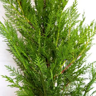 FLOWERWOOD 2.5 Gal - Leyland Cypress Live Evergreen Tree Rich Green Foliage 12373FL
