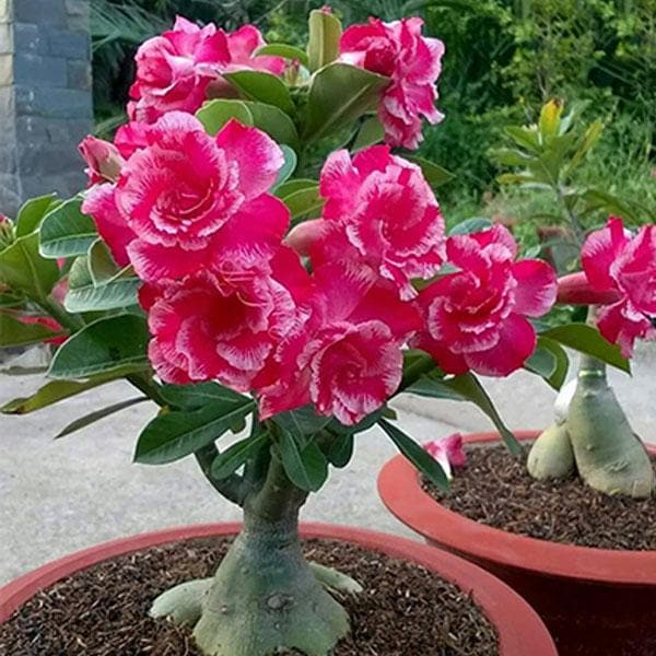 Adenium Plant, Desert Rose (Grafted, Any Color) - Plant