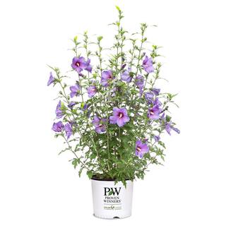 PROVEN WINNERS 2 Gal. Paraplu Violet Rose of Sharon (Hibiscus) Shrub with Blue-Violet Flowers 16613