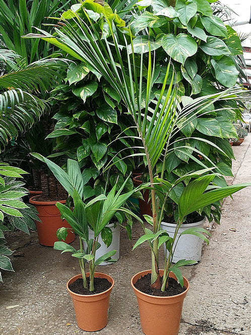 Hardy King Palm - Live Plant in a 3 Gallon Growers Pot - Archontophoenix Cunninghamiana ‘Illawarra’ - Rare Ornamental Palms of Florida