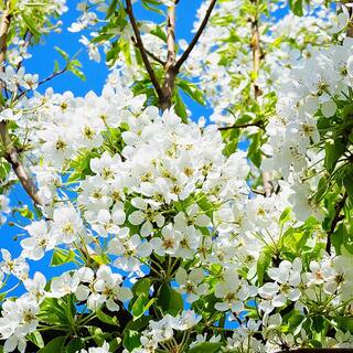 Orient Pear Fruit Tree PEAORI05G
