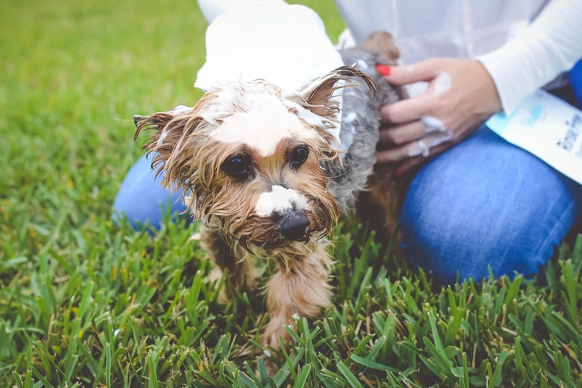 Scrubby Instant Bath Rinse Free Dog Shampoo Mittens