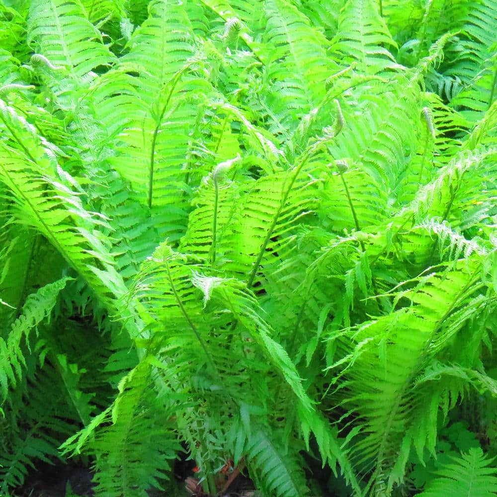 VAN ZYVERDEN Green Foliage Woodland Plant Lady Fern (3-Pack) 83712