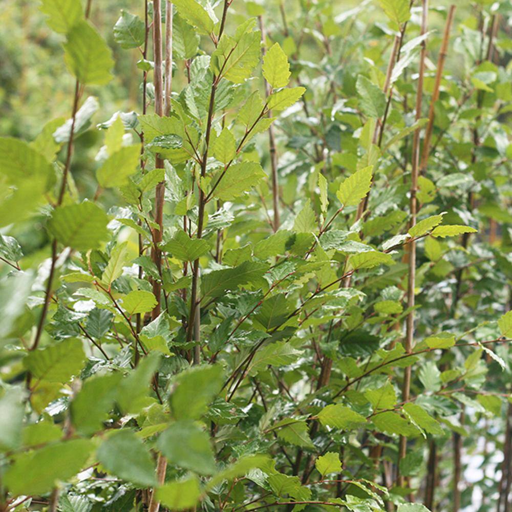 Perfect Plants 5 Gal. River Birch Tree (2-Pack) THD00420