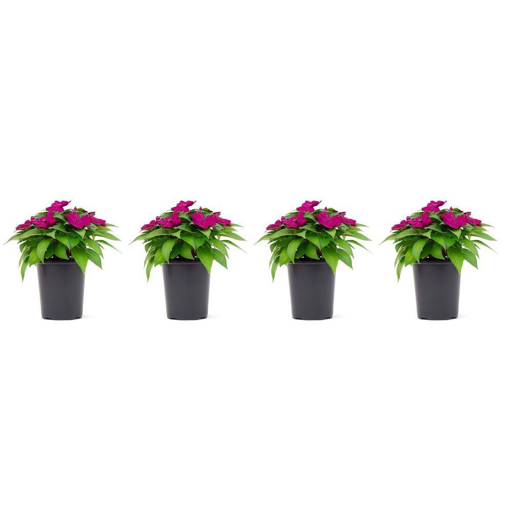 SunPatiens 1 Qt. Compact Purple SunPatiens Impatiens Outdoor Annual Plant with Purple Flowers in 4.7 in. Grower's Pot (4-Plants) DC1QSUNPUR4