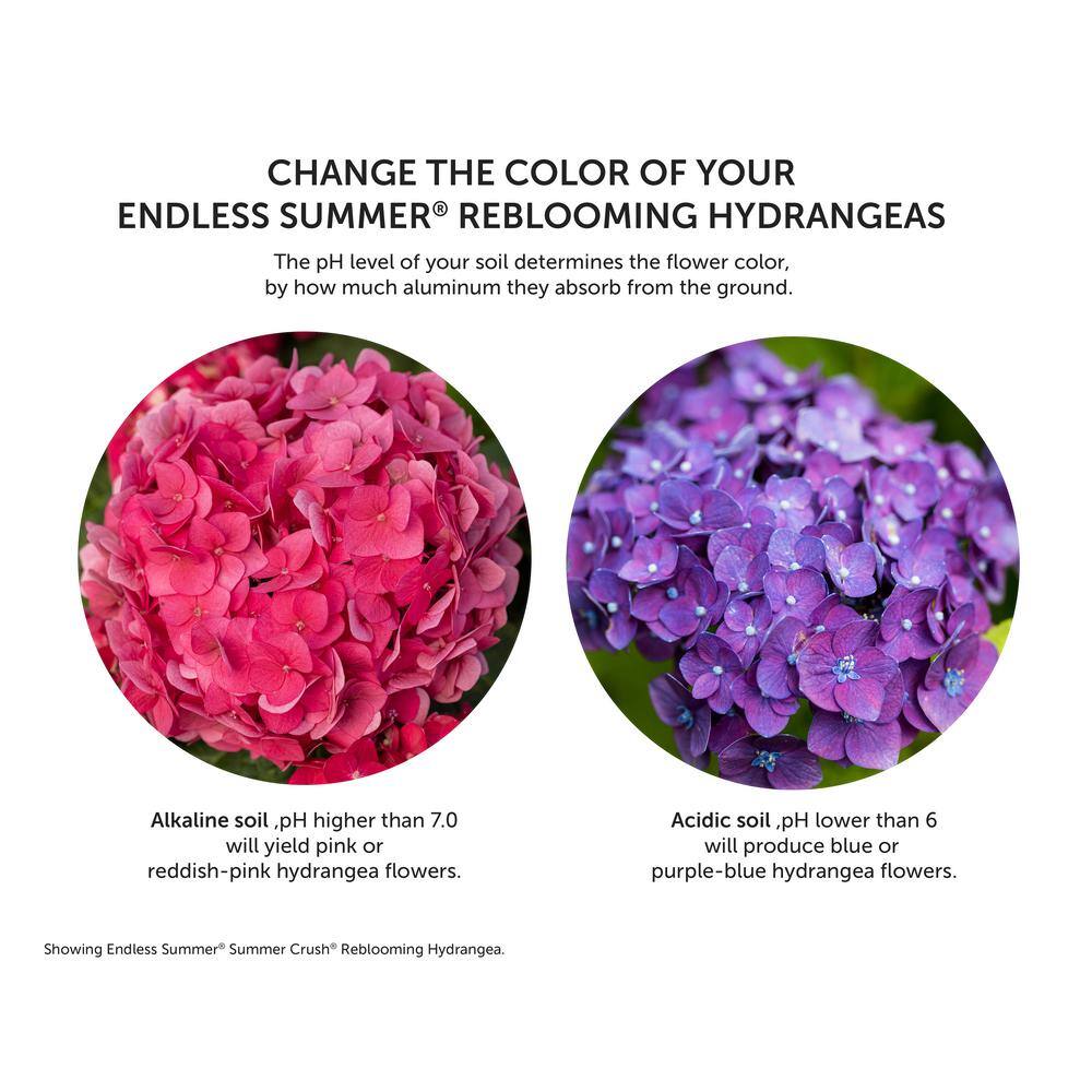 Endless Summer 3 Gal. Pop Star Reblooming Hydrangea Flowering Shrub with Electric Blue or Pink Lacecap Flowers HYDGA3MPS1PK