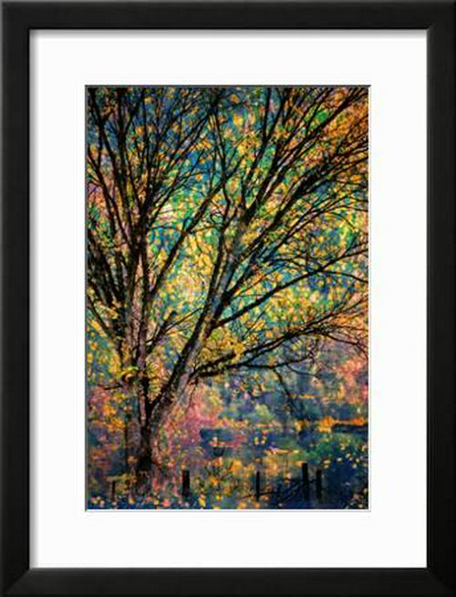 Kootenay Fall 3， Botanical Scenic Seasons Framed Art Print Wall Art by Ursula Abresch Sold by Art.Com