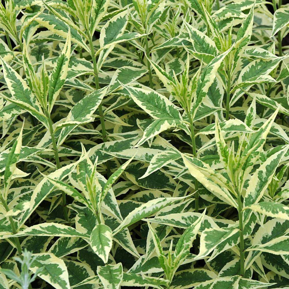 VAN ZYVERDEN Tall Phlox Variegated Paniculata Nora Leigh (Set of 3 Roots) 83858