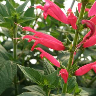 Bonnie Plants 19 oz. Pineapple Sage Herb Plant 1003800570
