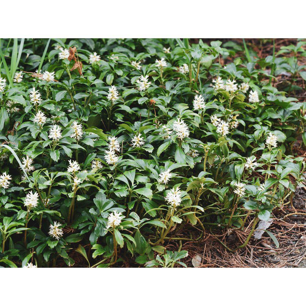 BELL NURSERY 4 in. Pachysandra Live Perennial Groundcover Plant (6-Pack) PACHY4GRE6PK