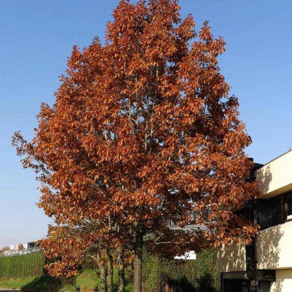 1 Gal. Northern Red Oak Shade Tree OAKNOR01G
