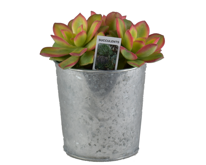 H  P Sales Succulent in Tin Container  - 10836